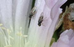 Hippelates insignificans