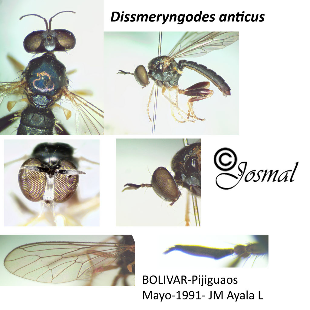 Dissmeryngodes