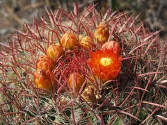 Ferocactus pilosus