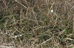 Wahlenbergia rupestris
