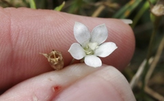 Wahlenbergia rupestris