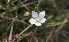 Wahlenbergia rupestris