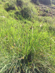 Carex serratodens