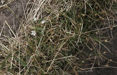 Wahlenbergia rupestris