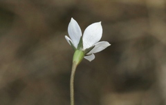 Wahlenbergia rupestris