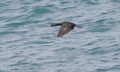 Leucocarbo chalconotus