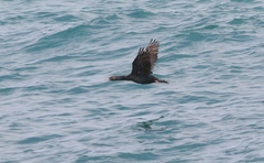 Leucocarbo chalconotus