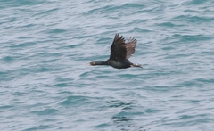 Leucocarbo chalconotus