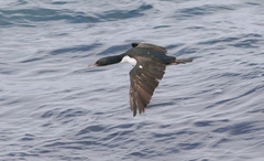 Leucocarbo chalconotus