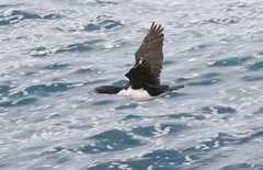 Leucocarbo chalconotus