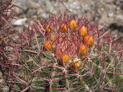 Ferocactus pilosus