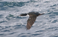 Leucocarbo chalconotus