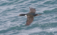 Leucocarbo chalconotus