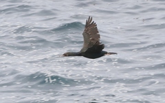 Leucocarbo chalconotus