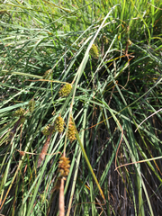 Carex serratodens