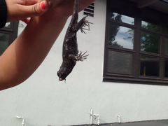 Sceloporus occidentalis