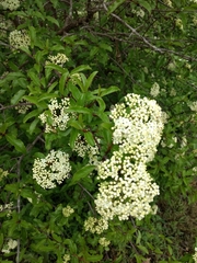 Viburnaceae