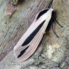 Creatonotos fasciatus pljustshi