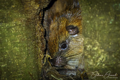 Giant Atlantic Tree-Rat photo 2