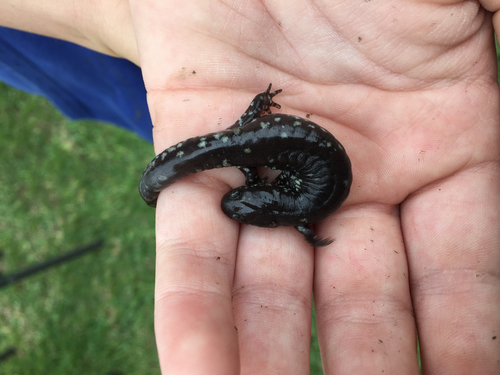 Ambystoma texanum