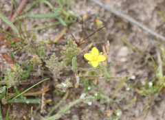 Tropidocarpum gracile