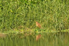 Ixobrychus cinnamomeus