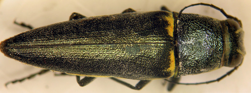 Prasinalia cuneata