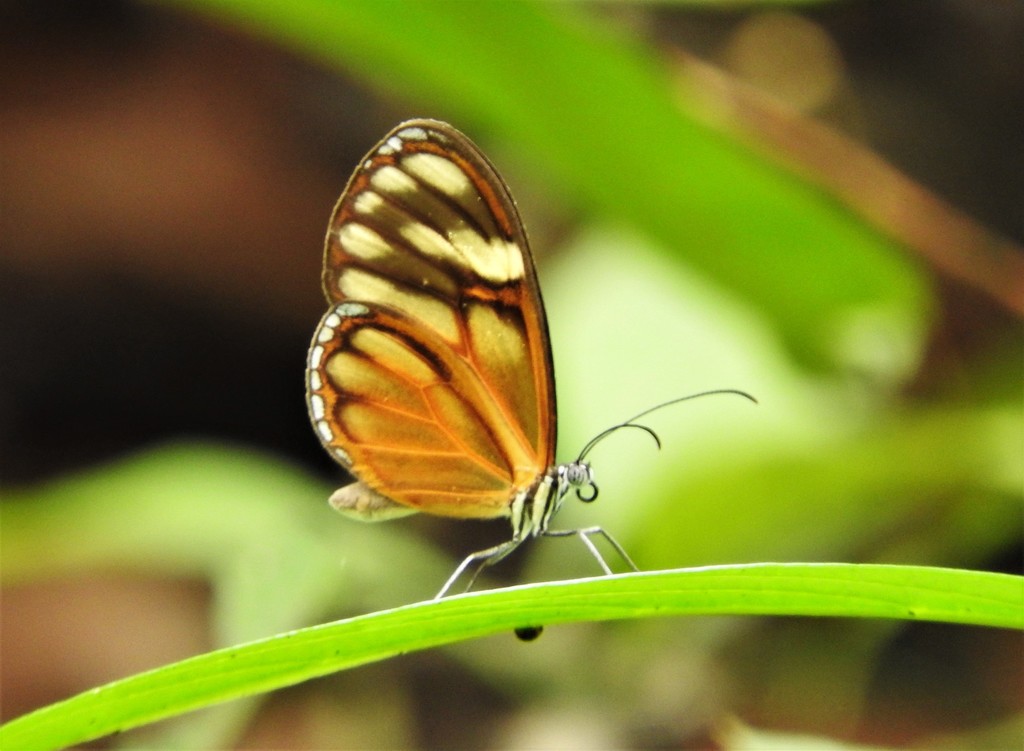 Heterosais