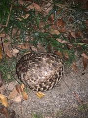 Manis pentadactyla pentadactyla