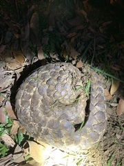 Manis pentadactyla pentadactyla