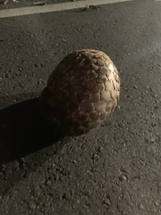 Manis pentadactyla pentadactyla