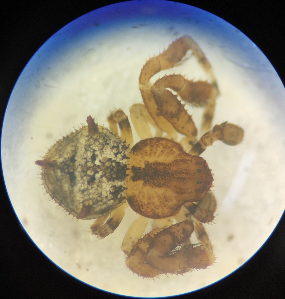 Onocolus echinicaudus