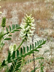 Astragalus pomonensis