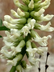 Astragalus pomonensis