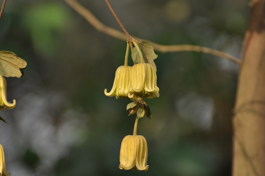 Clematis longicauda