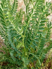 Astragalus pomonensis