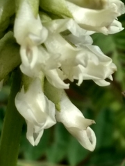 Astragalus pomonensis