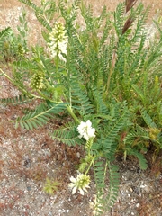 Astragalus pomonensis