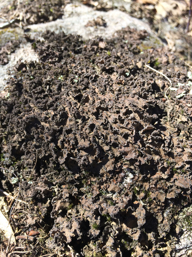 Powdery Kidney Lichen