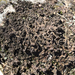 Powdery Kidney Lichen - Photo (c) cjlewis, some rights reserved (CC BY-NC), uploaded by cjlewis