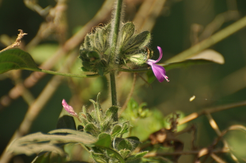Dicliptera maculata