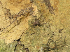 Pleioplectron hudsoni