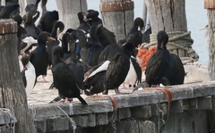 Leucocarbo chalconotus