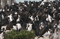 Leucocarbo chalconotus