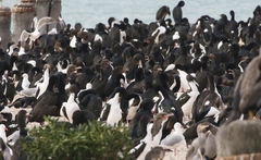 Leucocarbo chalconotus