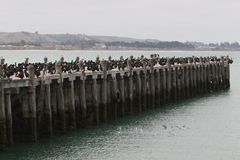 Leucocarbo chalconotus