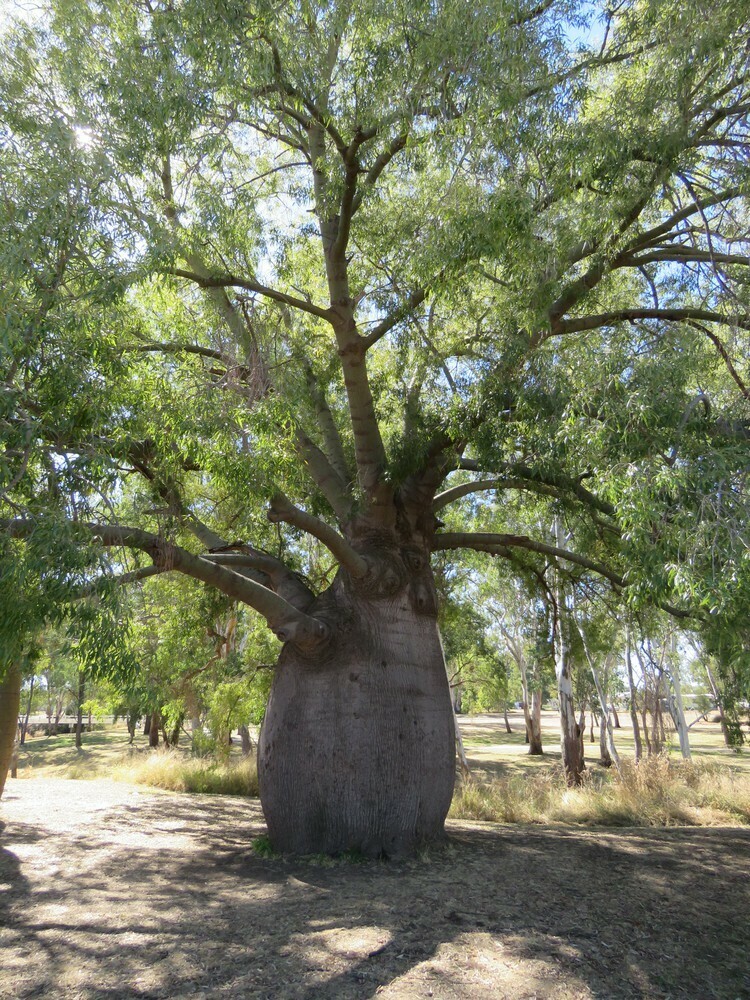 Queensland Bottle Tree from Roma Queensland 4455, Australia on August 1