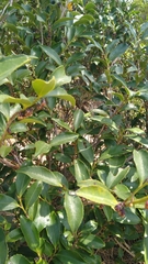 Eurya japonica