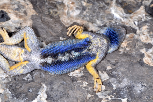 Western Fence Lizard (Sceloporus occidentalis) · iNaturalist