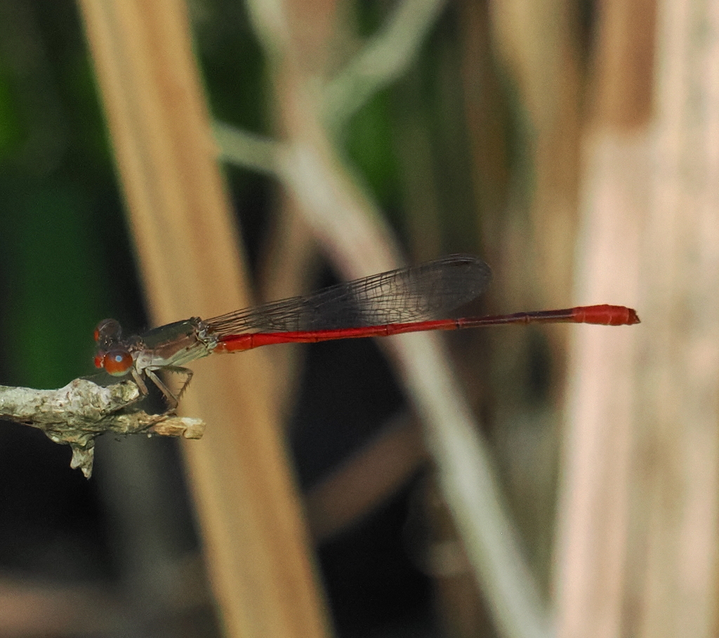 Telebasis griffinii